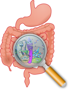 Read more about the article A saúde intestinal